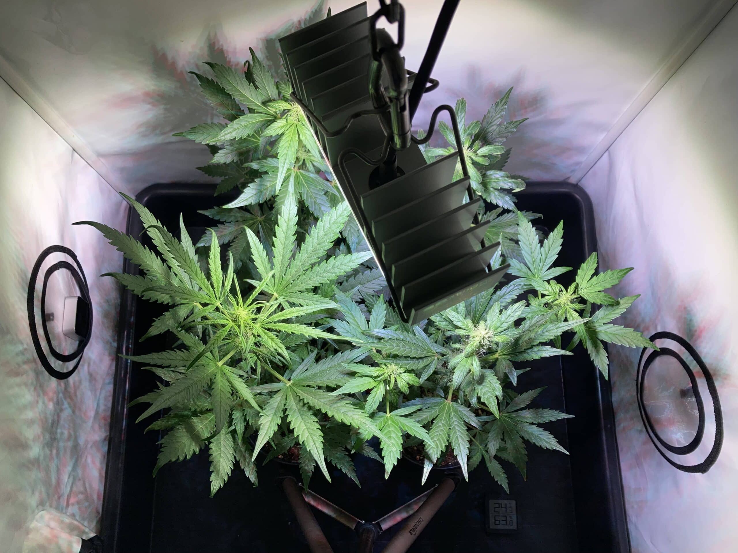 Green Gelato Automatic