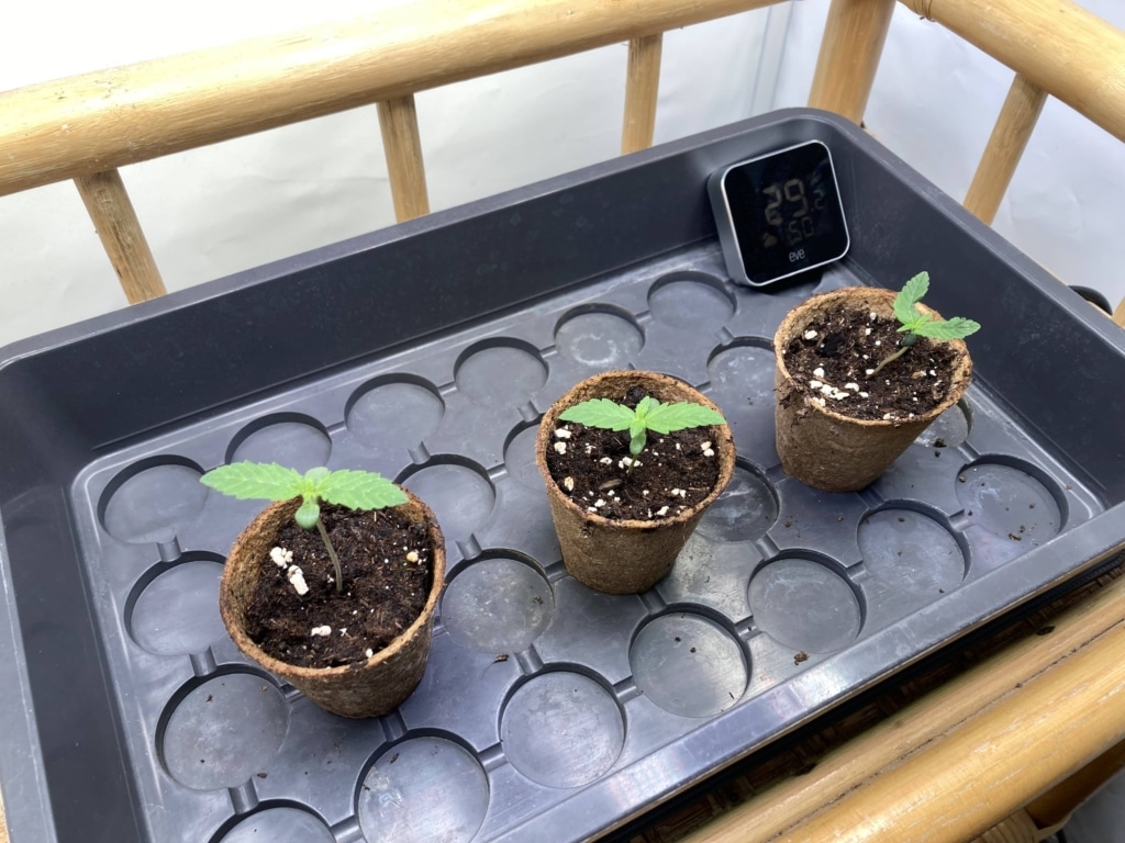 [1.Woche] Royal Runtz Auto Frühe Vegetative Phase