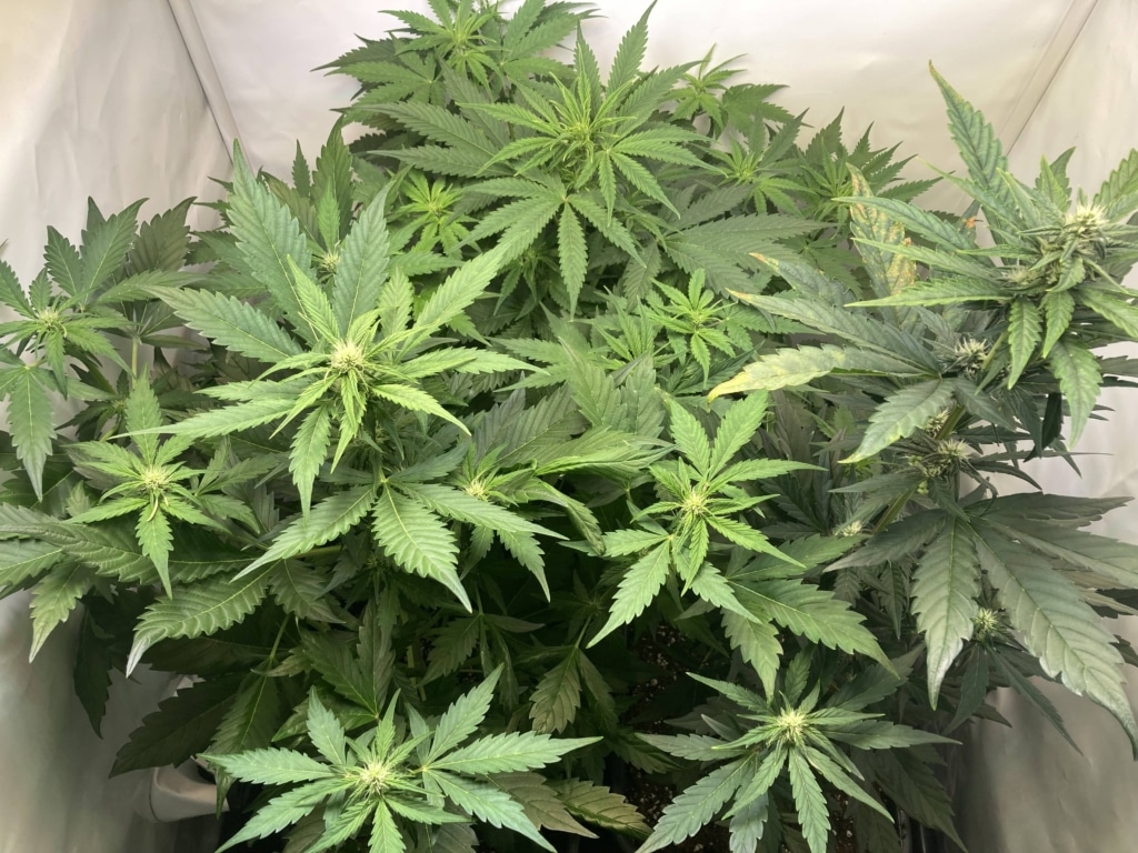 Tag 39 Royal Runtz Auto