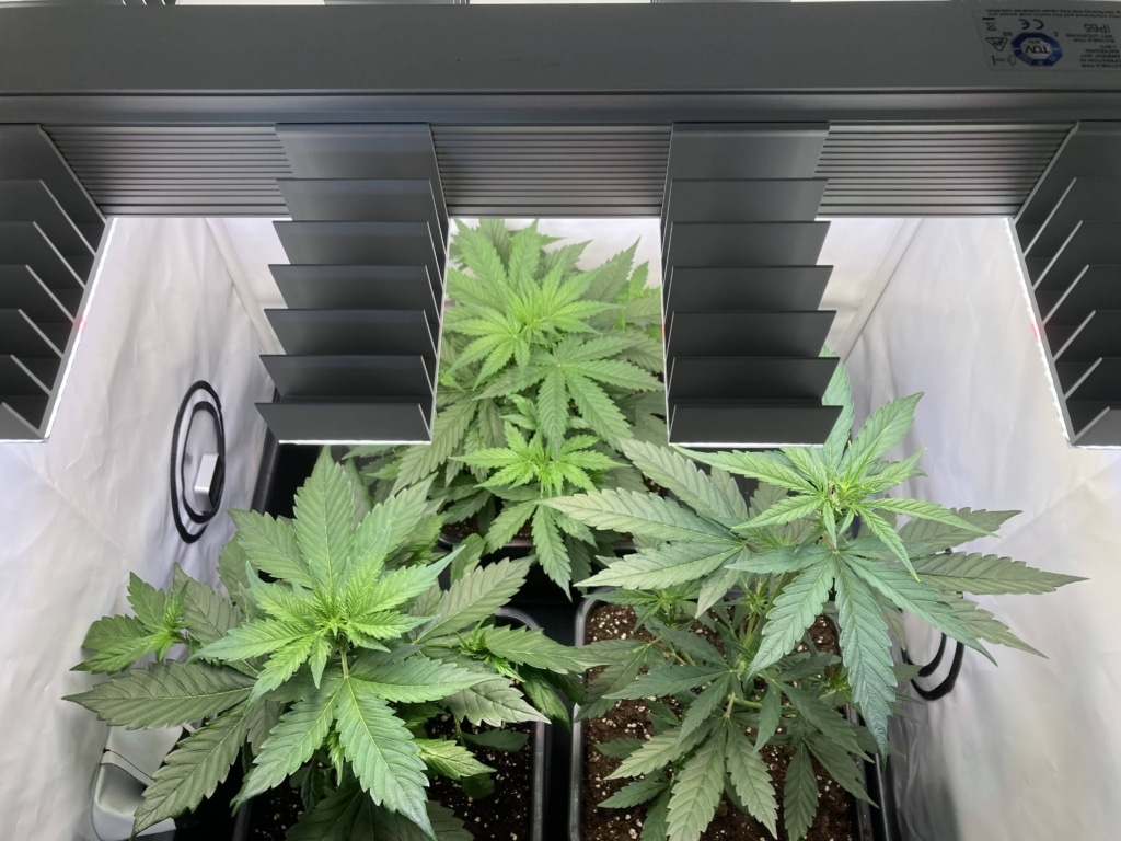 Tag 29 Royal Runtz Auto