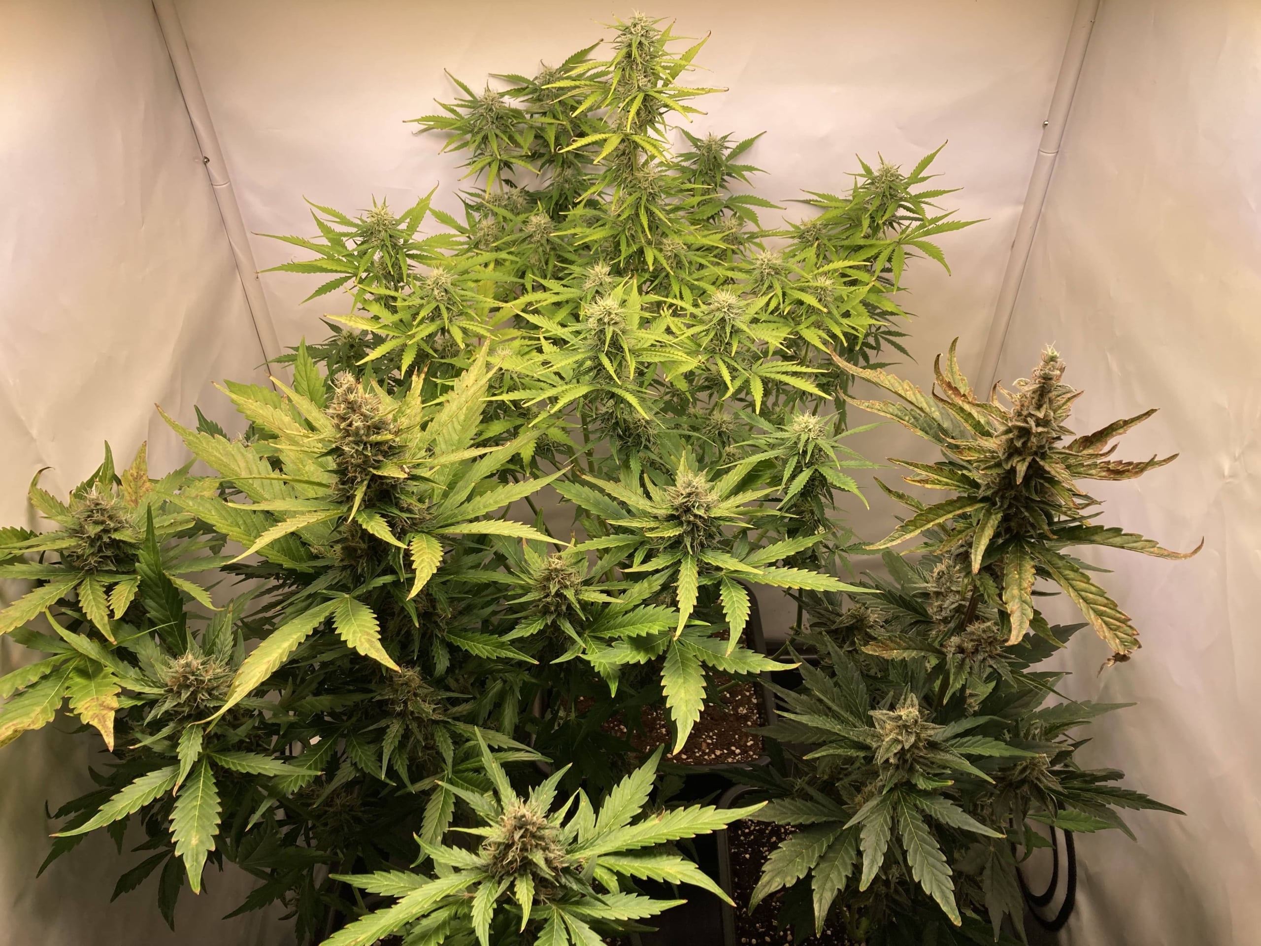 Royal Runtz Grow Report
