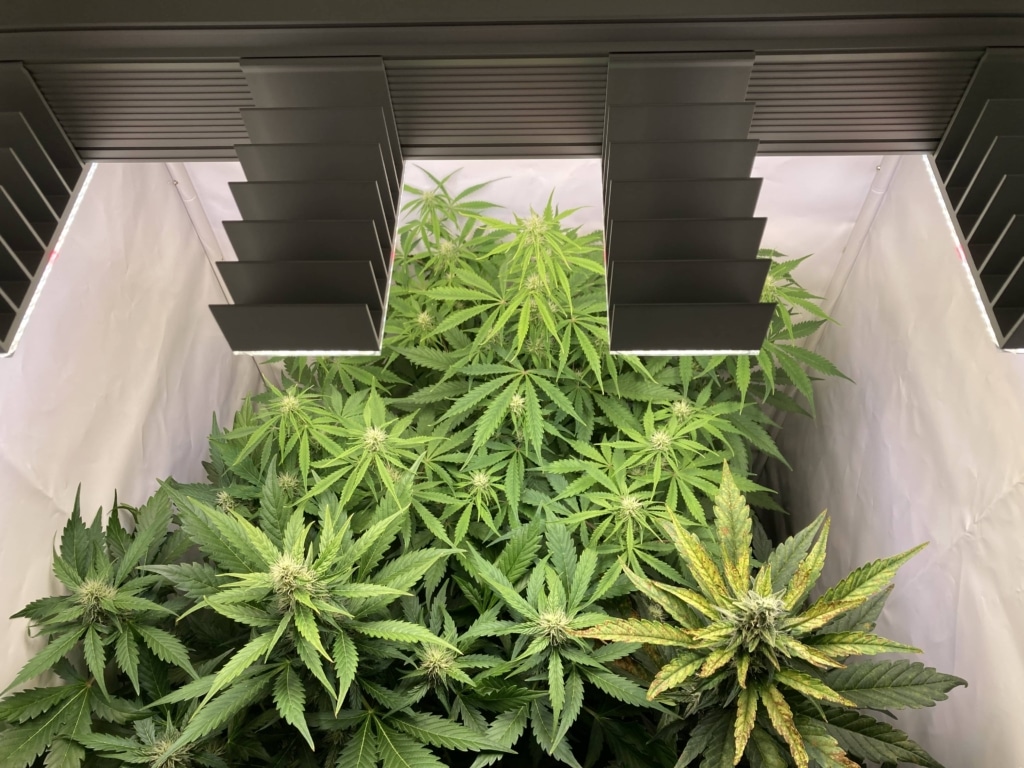 Tag 50 Royal Runtz Auto