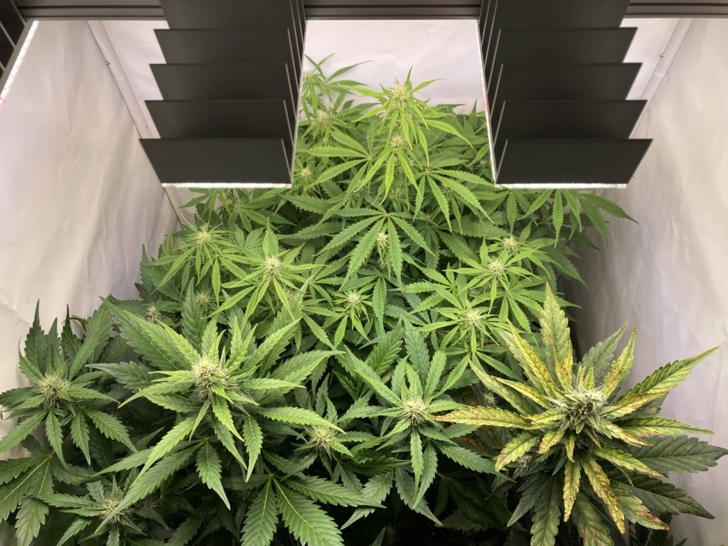 Tag 50 Royal Runtz Auto