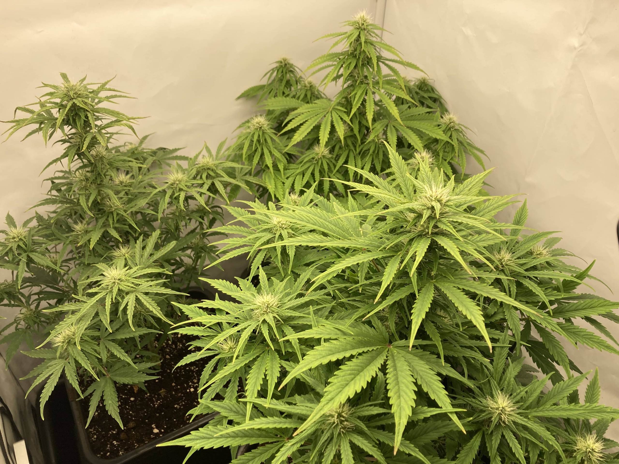 Hulk-Berry-Auto-Tag-49